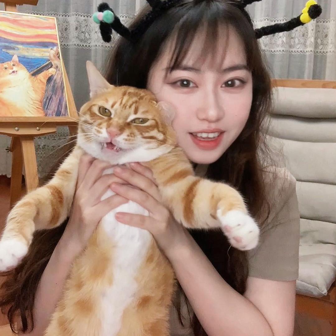 菠萝的橘猫