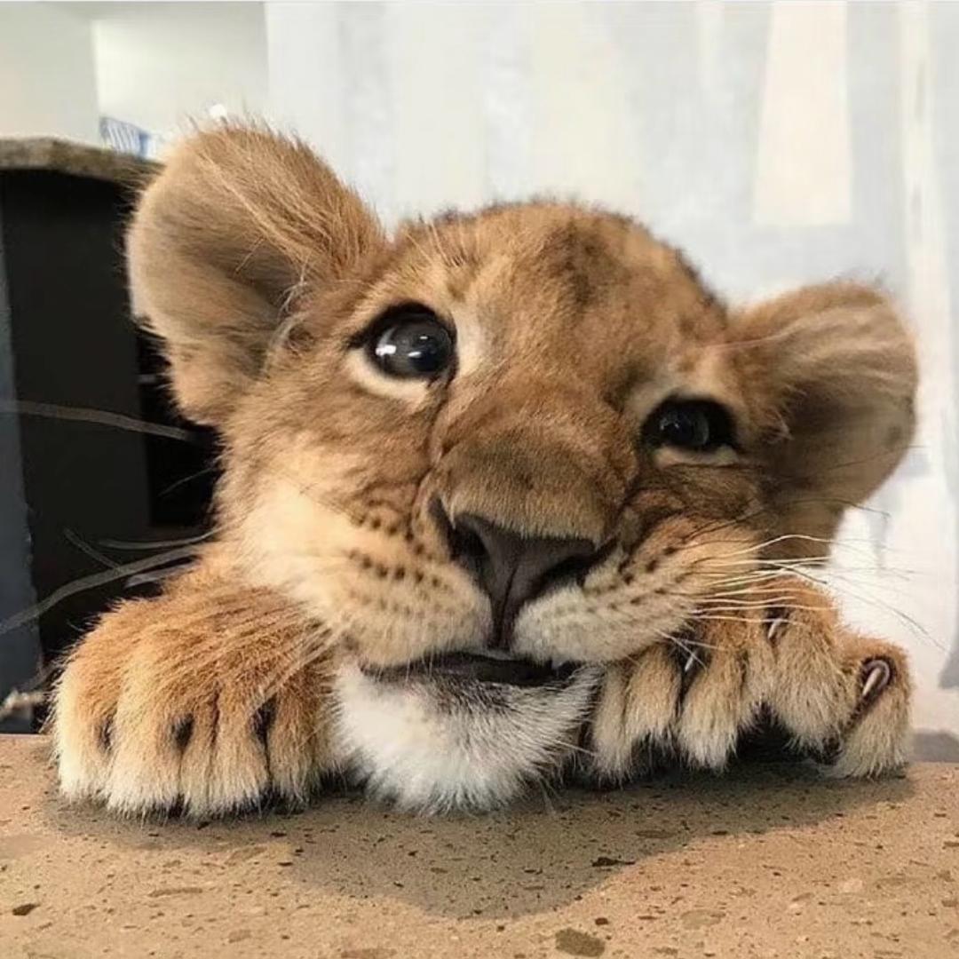Zoe