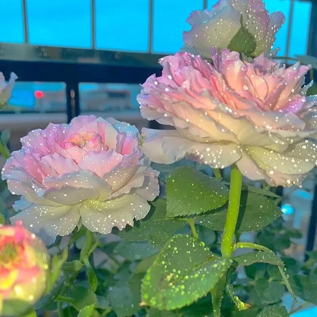 ✎ℳ๓馨吖 ོﻬ࿐ོ