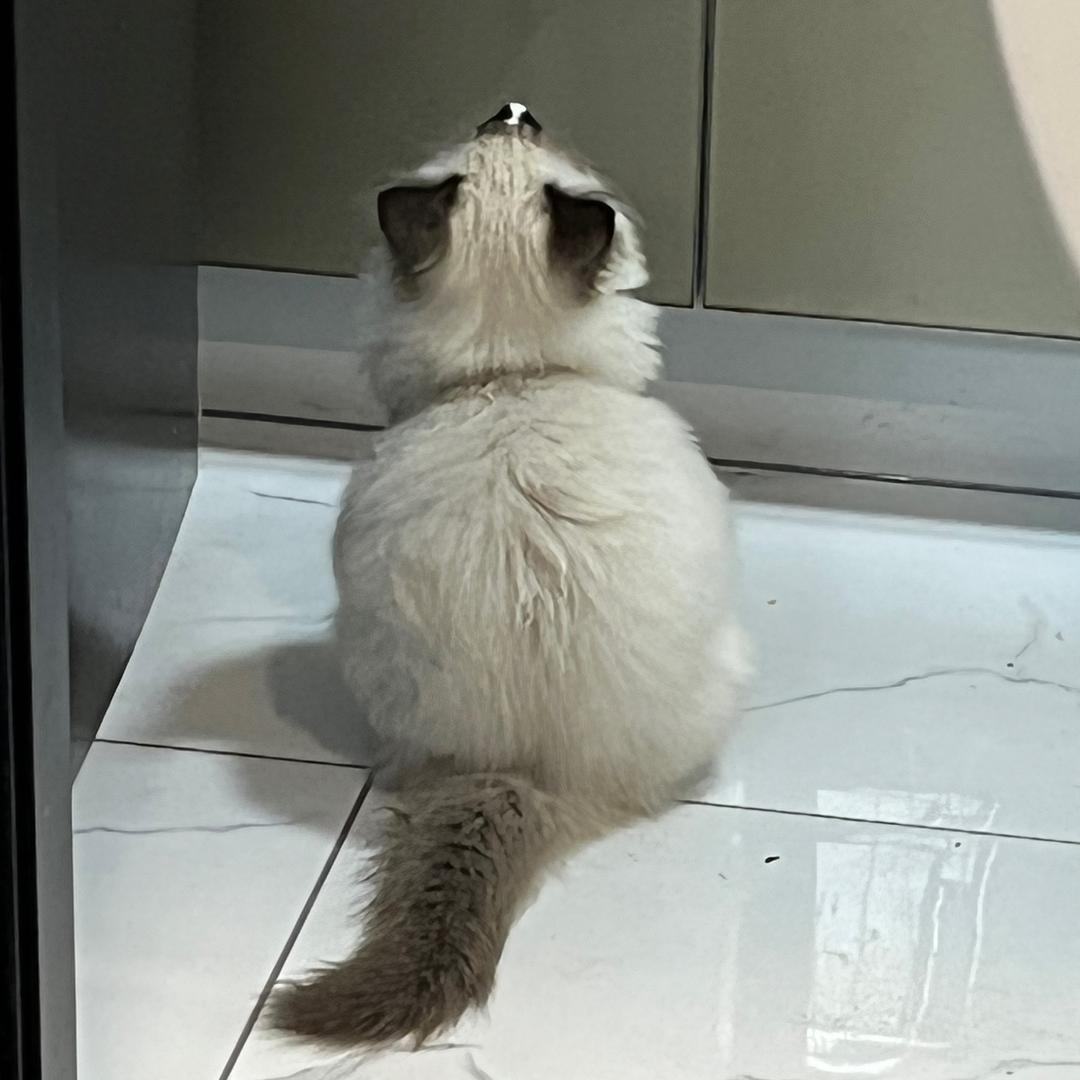 这个杀手有点冷