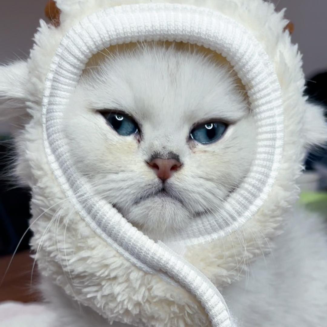 猫厂长小捣蛋