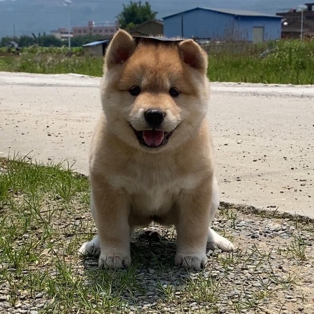 田园犬爱好者