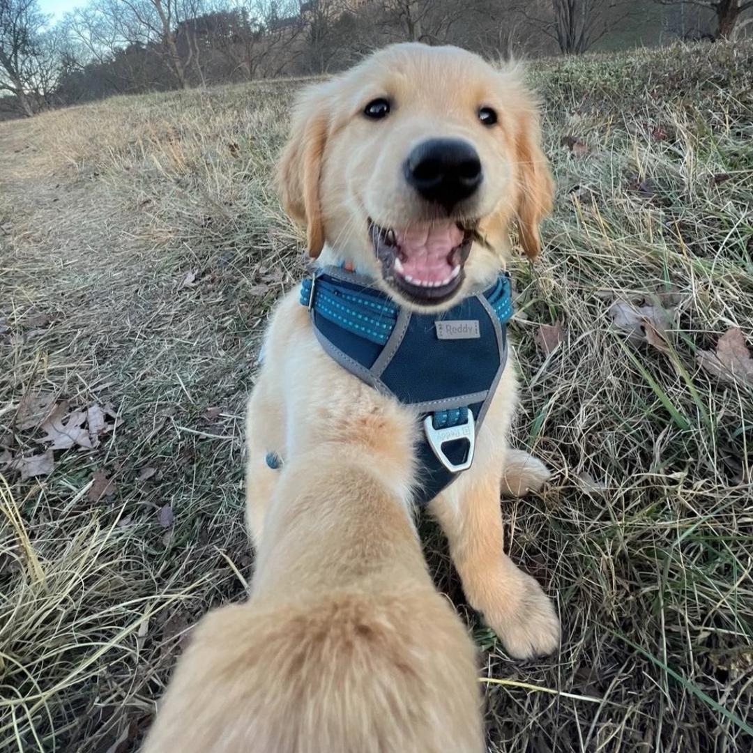 运乐宠物阁（新人版）