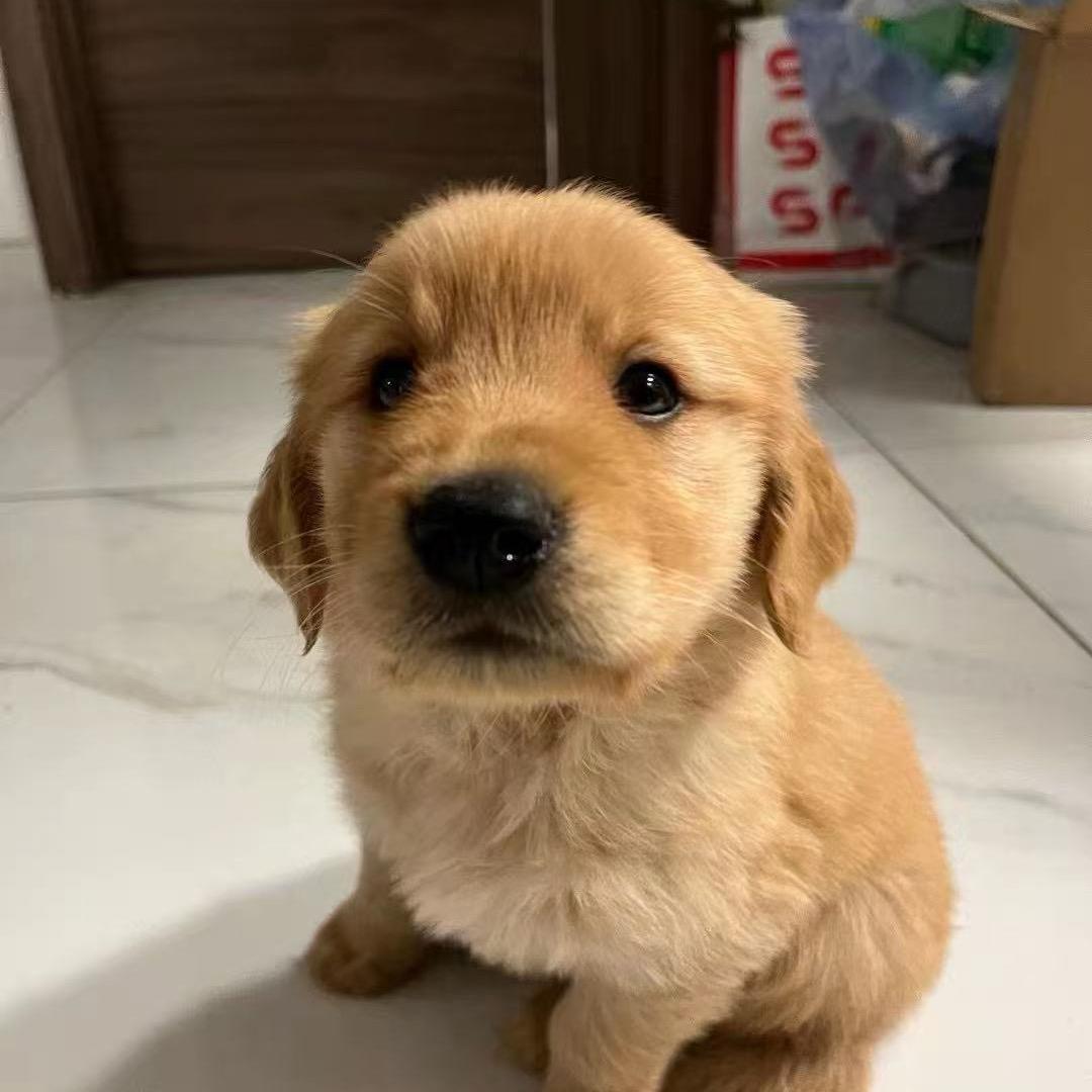 皮卡丘是只金毛呀
