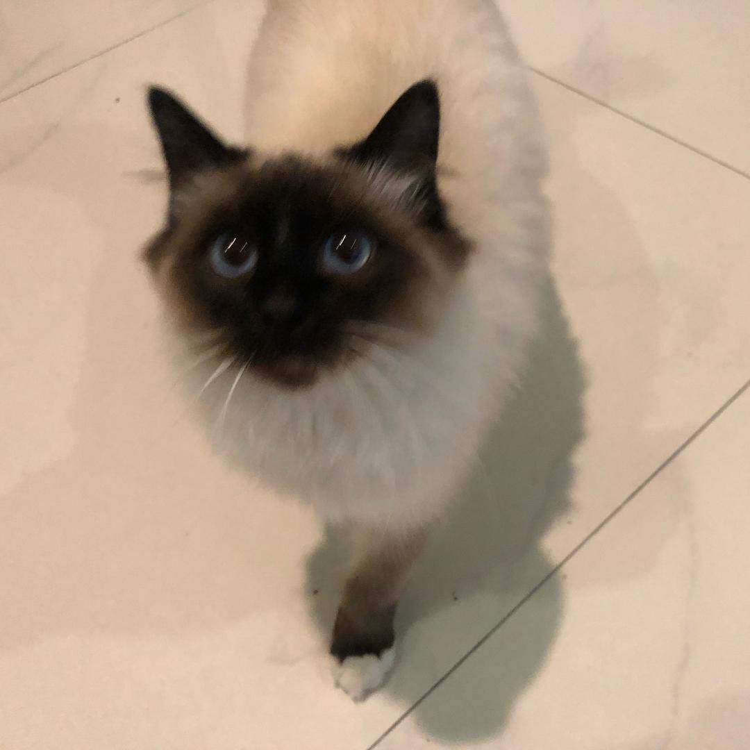 艾艾猫💕