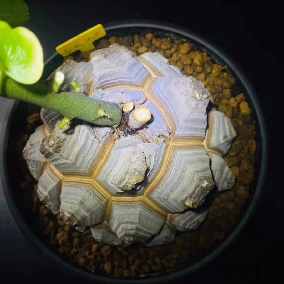 茅山道人