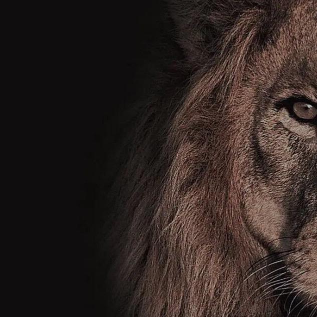 狮子🦁