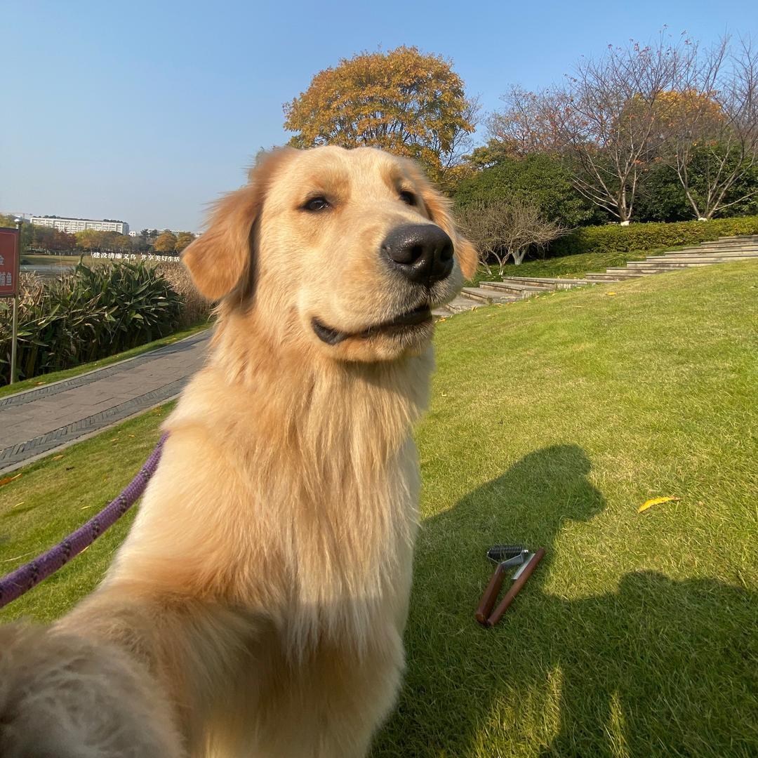 晓柒尾巴摇摇