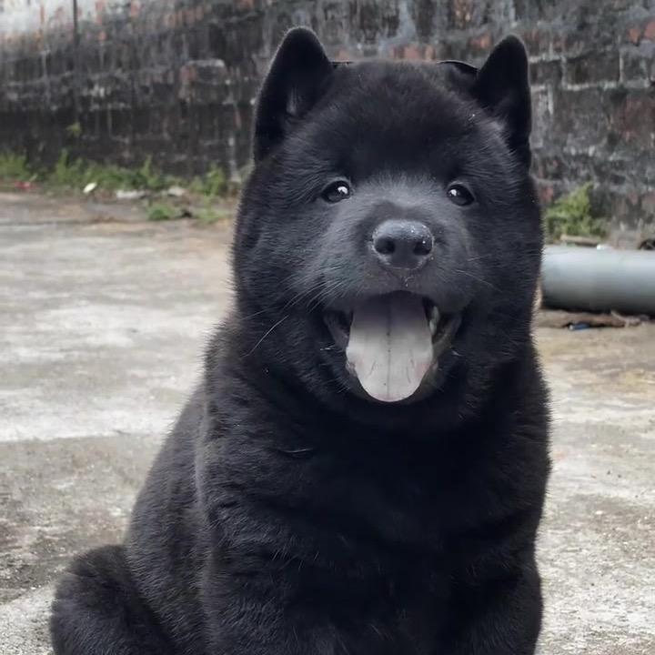 邵哥汪汪队