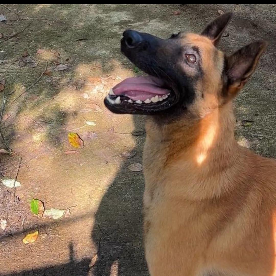 马犬爱好者-林啊