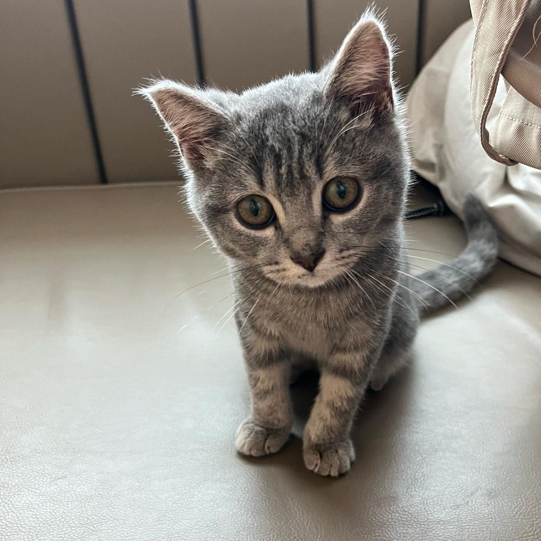 虎短猫小虎
