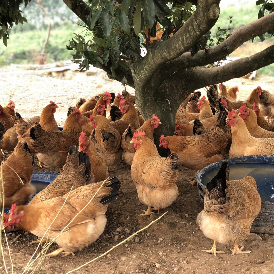 一起觅食生鲜到家