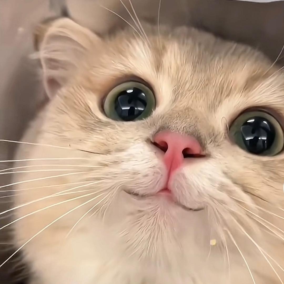 养了一只小猫咪🌸