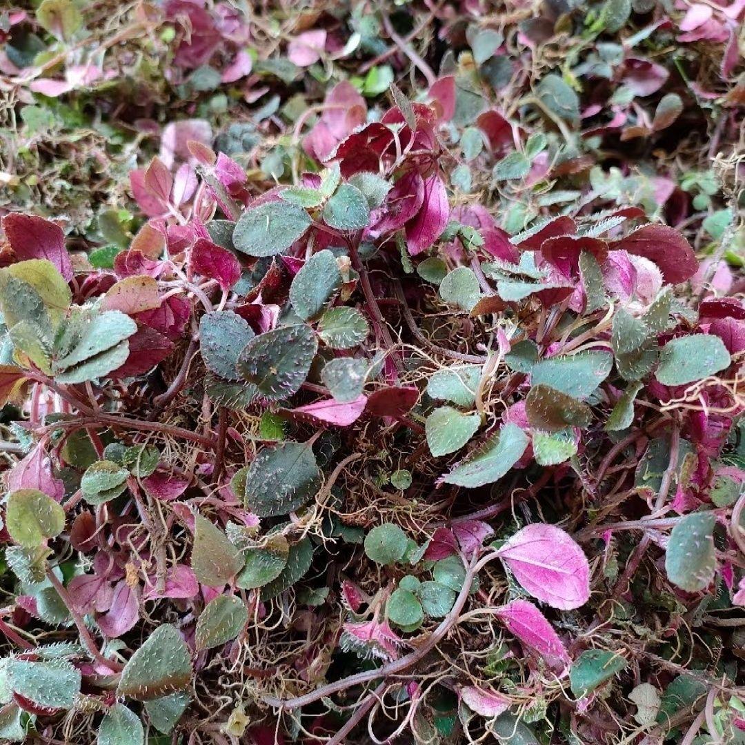 益肝草