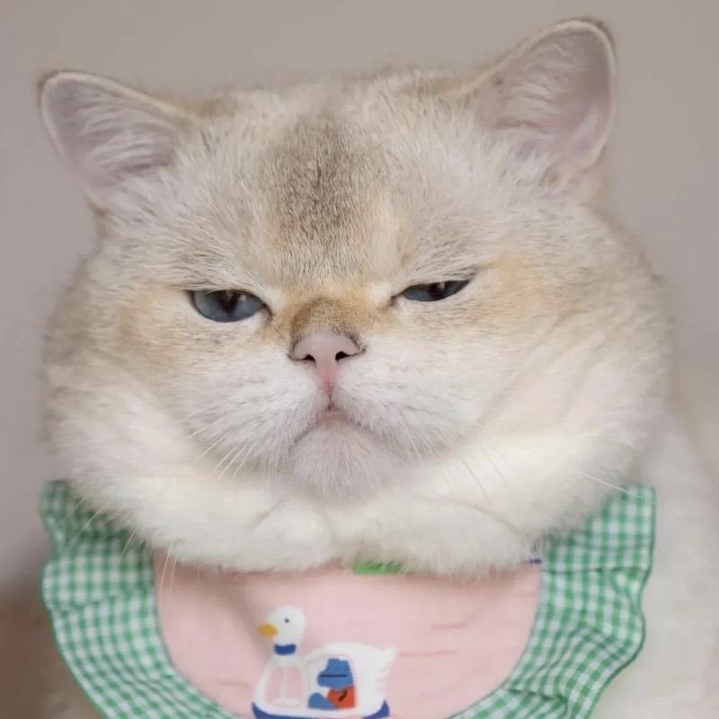 猫殿超哥