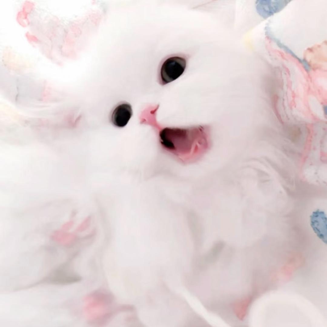 doll