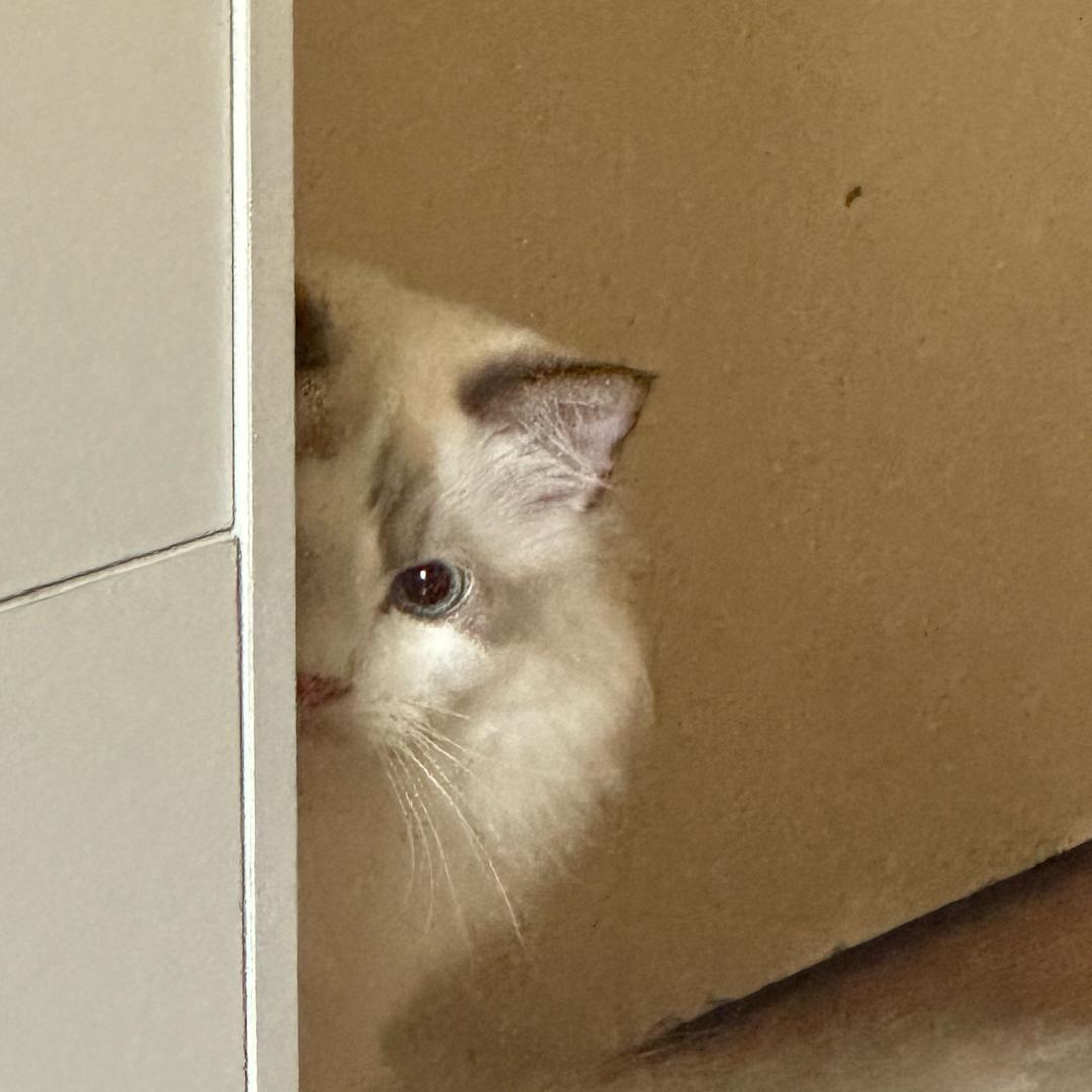 呆呆很OK