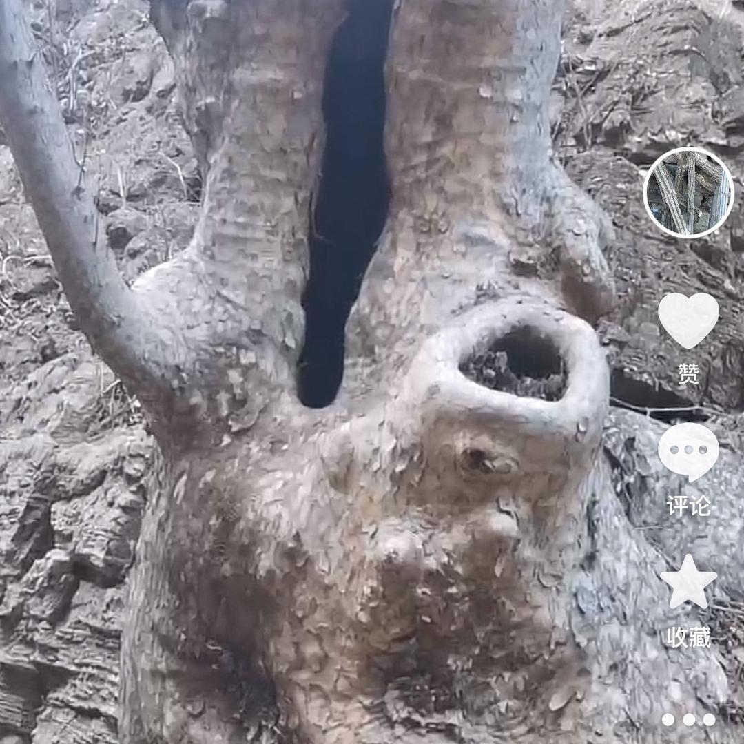 强哥太行山木料店