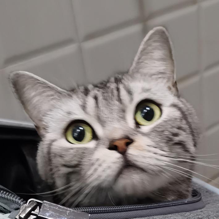 爱干饭的小木头