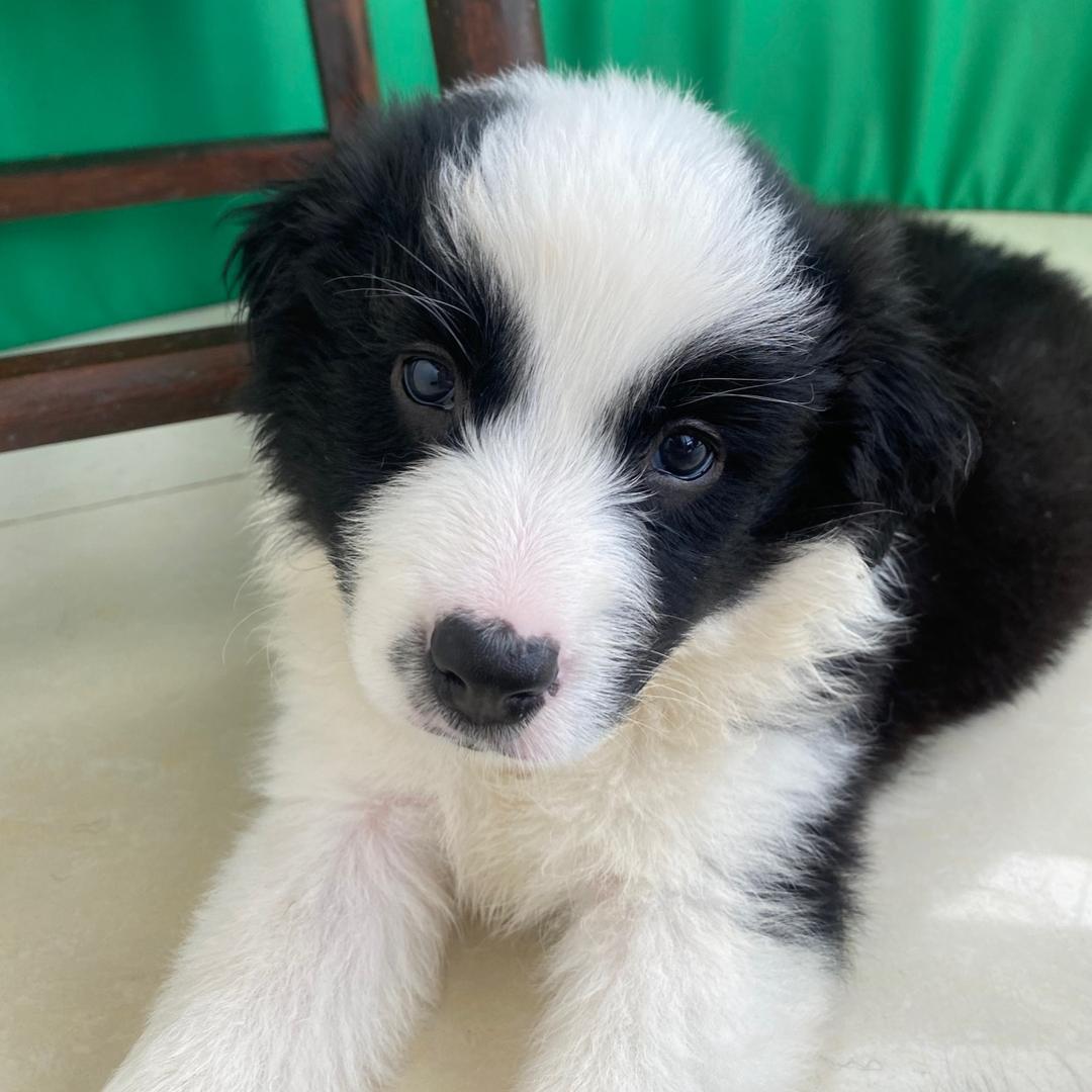 肥猫汪汪（找家🀄️）