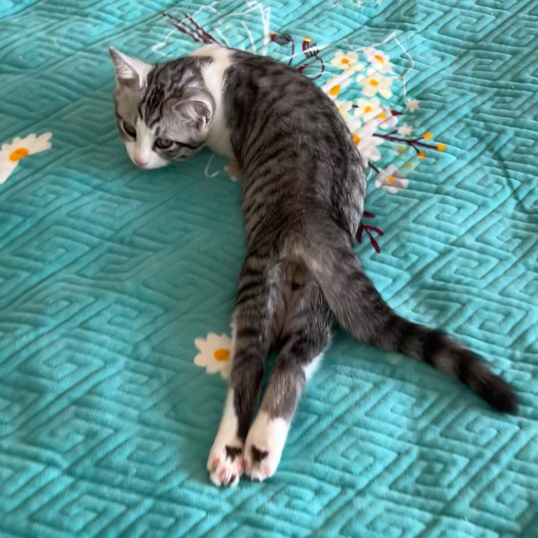小馋猫🐱