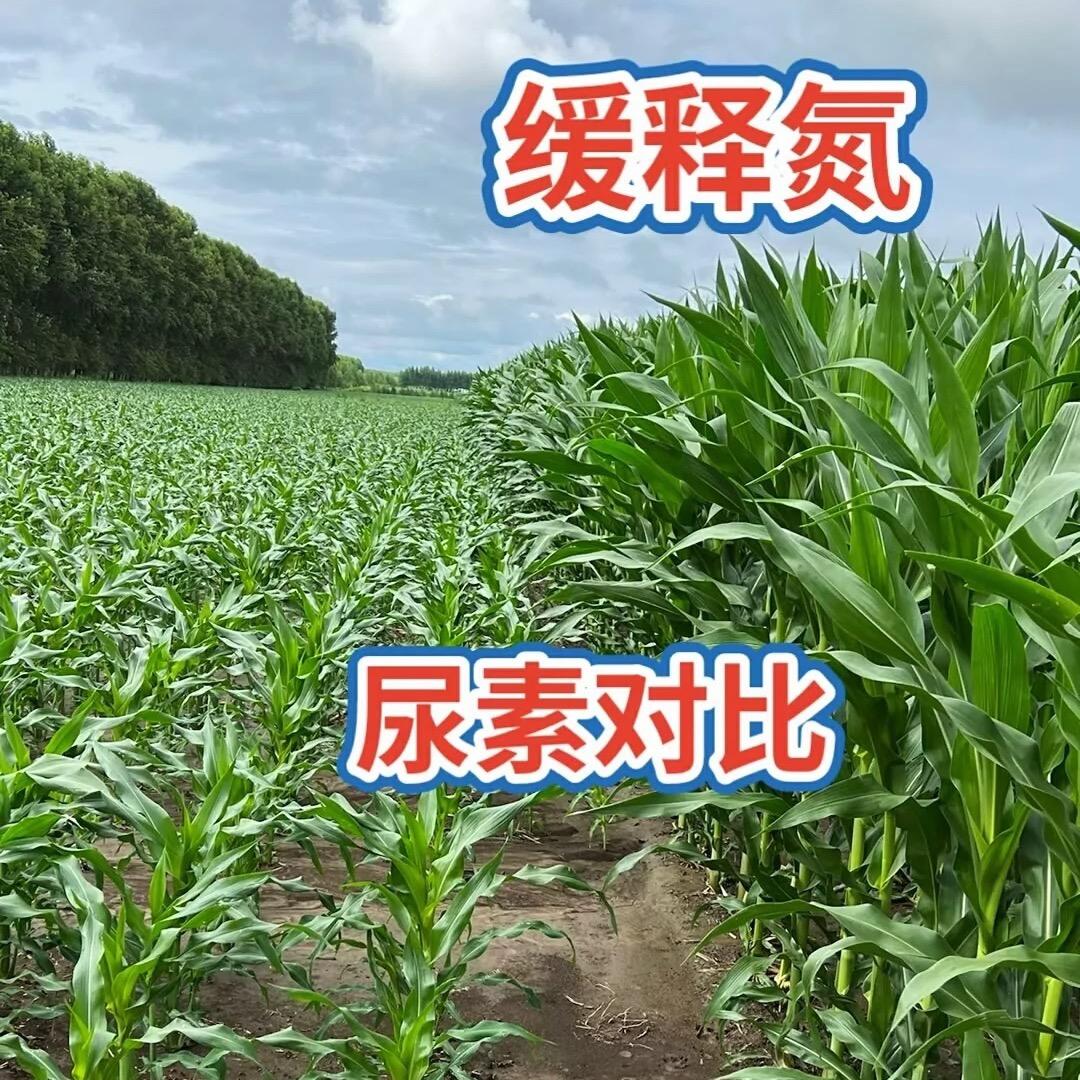 如意🍀