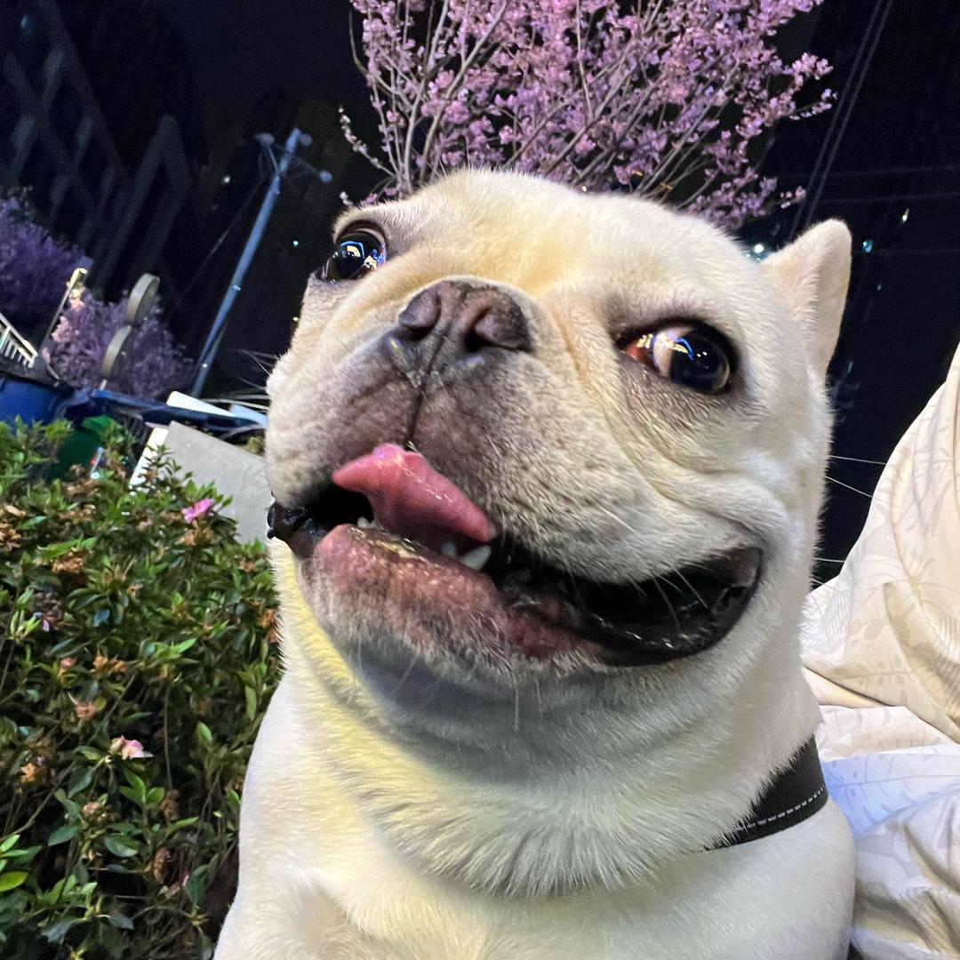 猪猪˃̶͈🐽˂̶͈