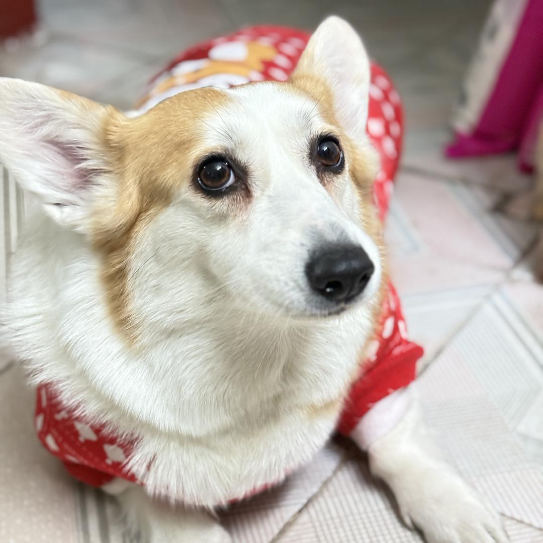 煤气罐罐不挑食🐶