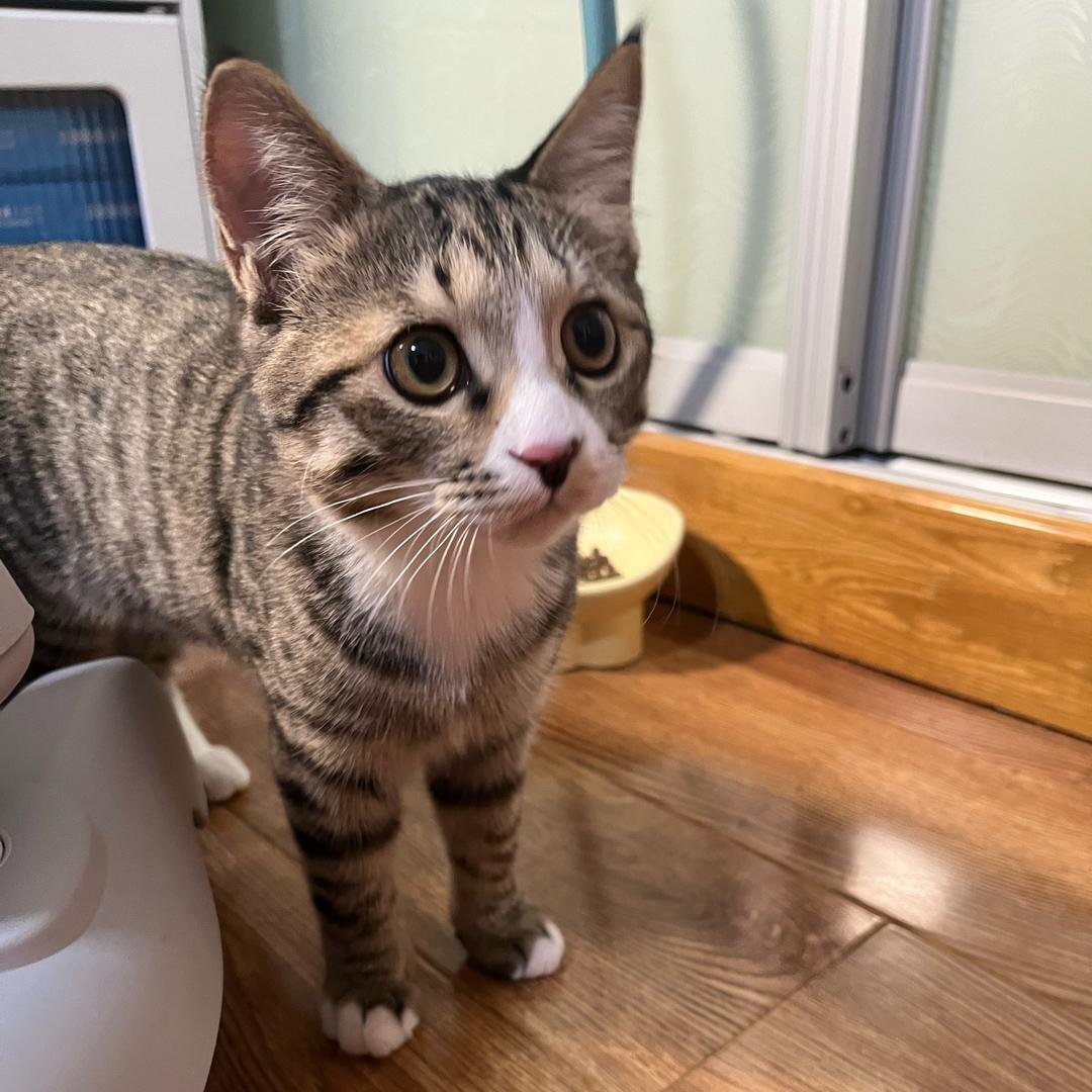 只喝美式的刺猬