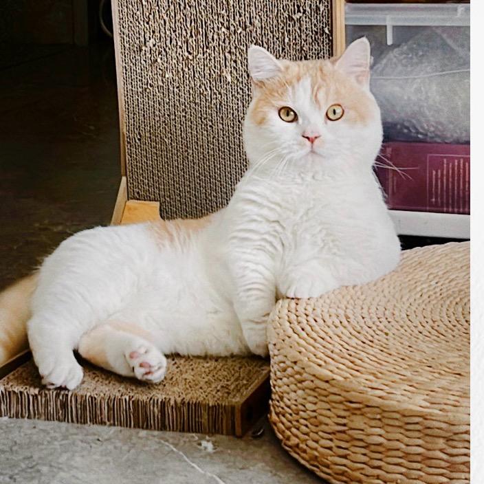 ❤️一只小贝壳🐱