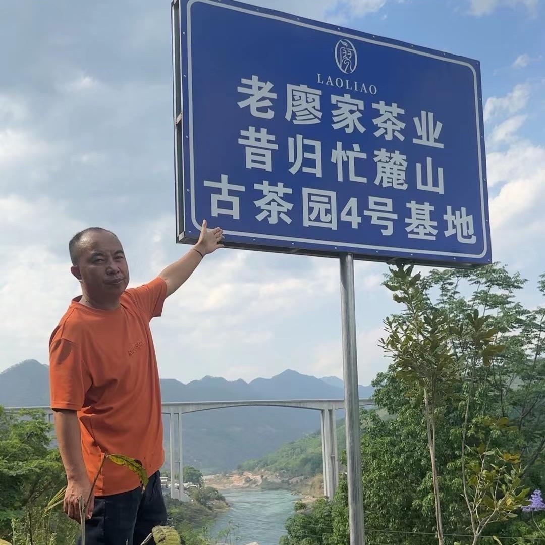 云南临沧古树茶源头~昔归茶农廖三妹