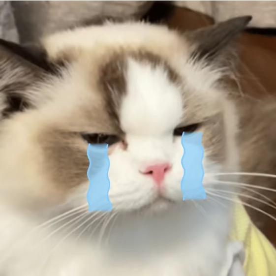 不知名的哈吉猫