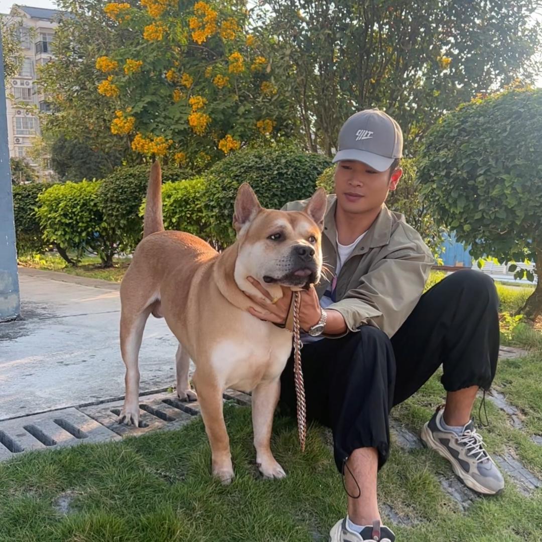 小安田园犬广西土猎（抖音号找我）