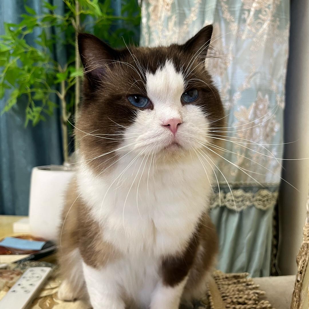 招财是只布偶猫