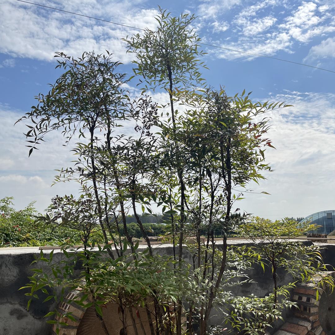 华果苗圃南天竹直营基地