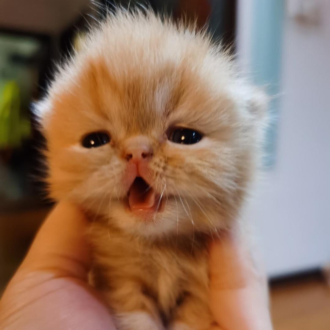 梅梅萌宠