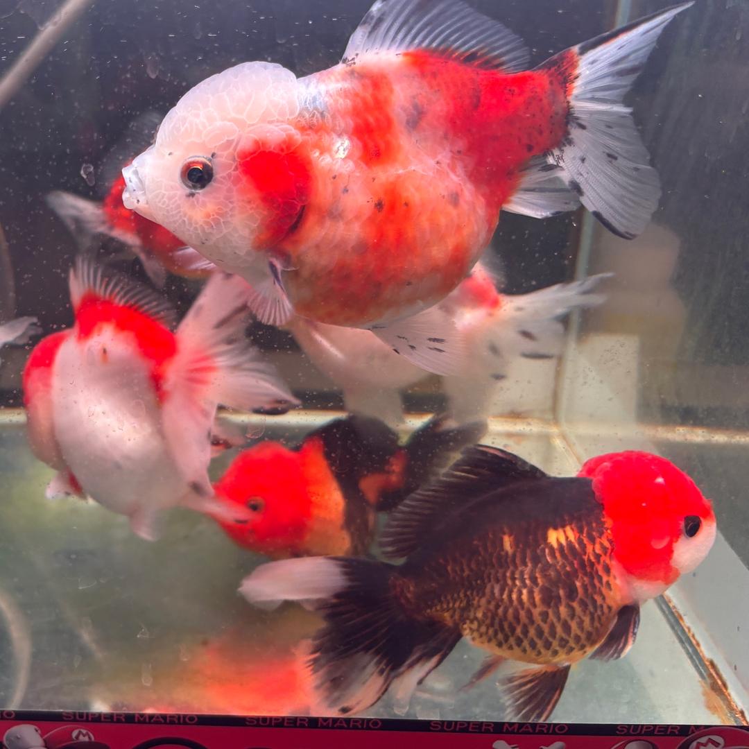 吐泡泡的🐟