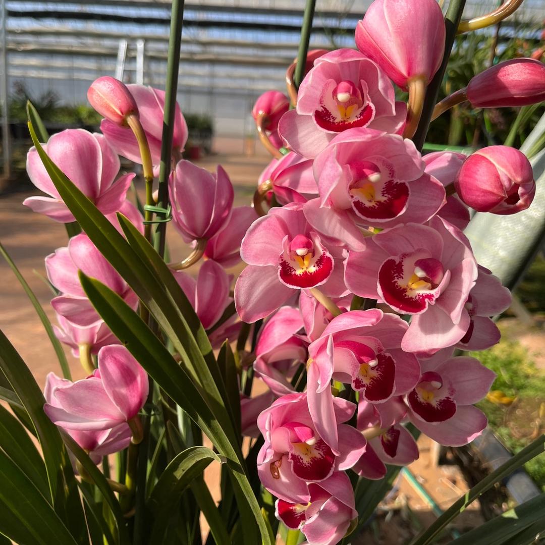 朵苑的花园