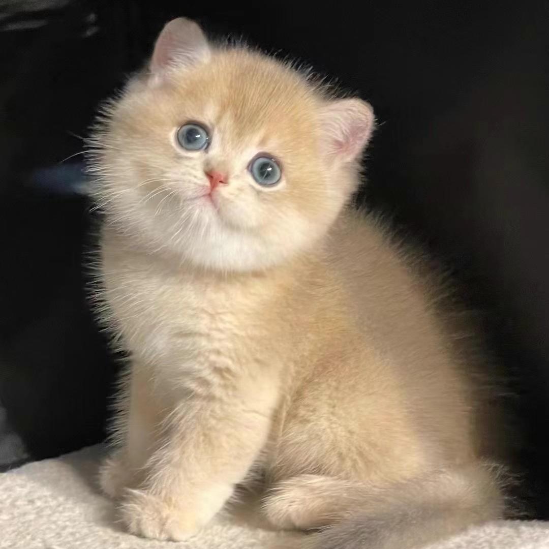 喵星宠猫舍