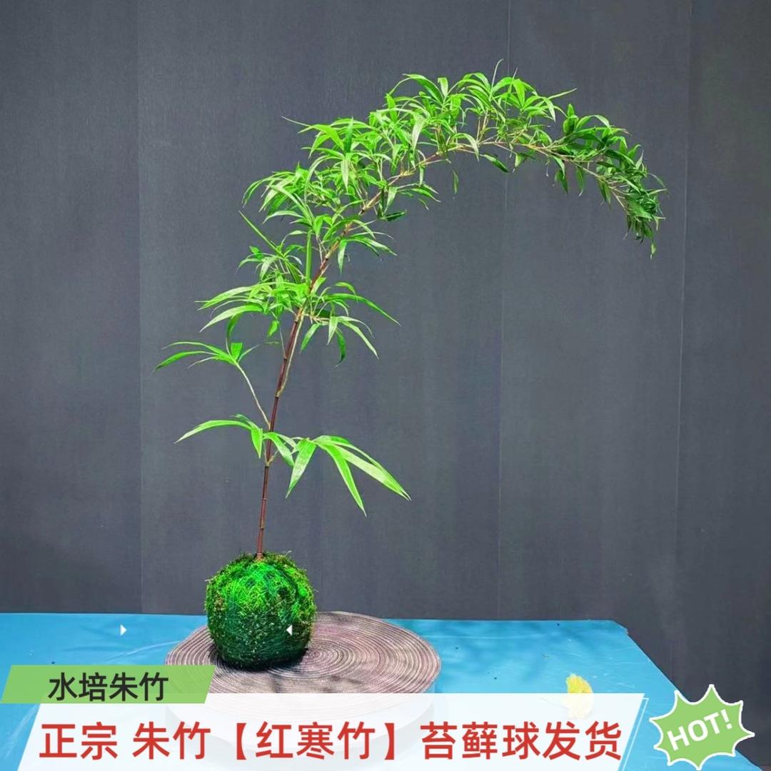 腾越花卉园艺