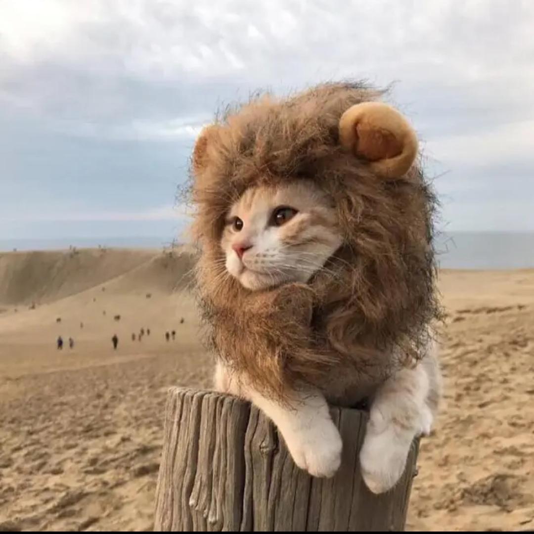 张不服