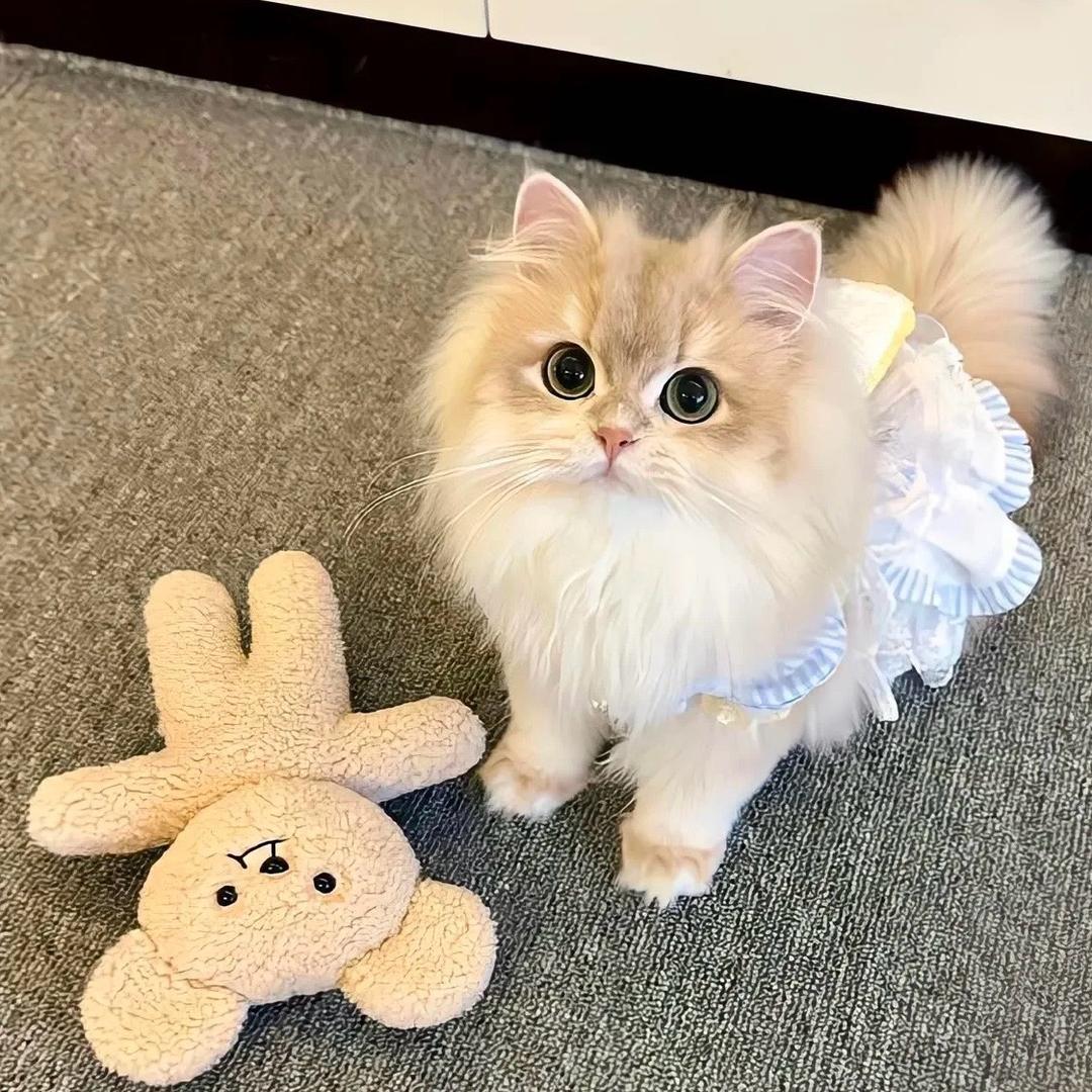 QQ.