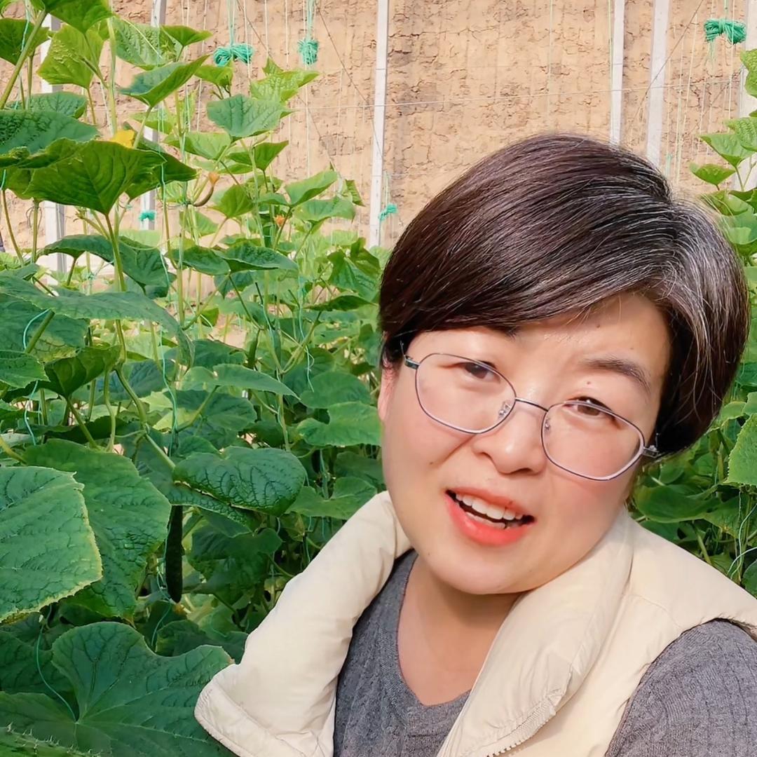 郑在说农（寿光口感番茄种子种苗）