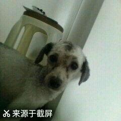 小小可可