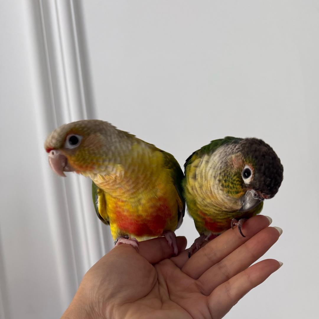 愤怒的小鸟