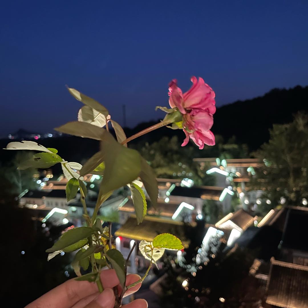 曲寨水泥直销处