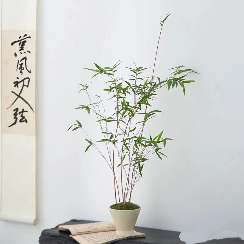 南方竹苑