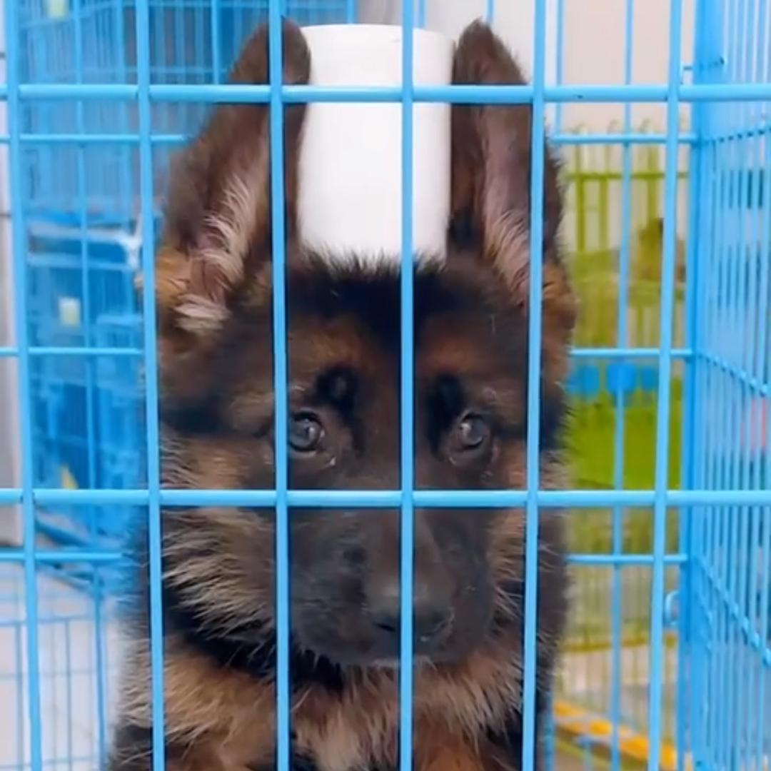 赛獒