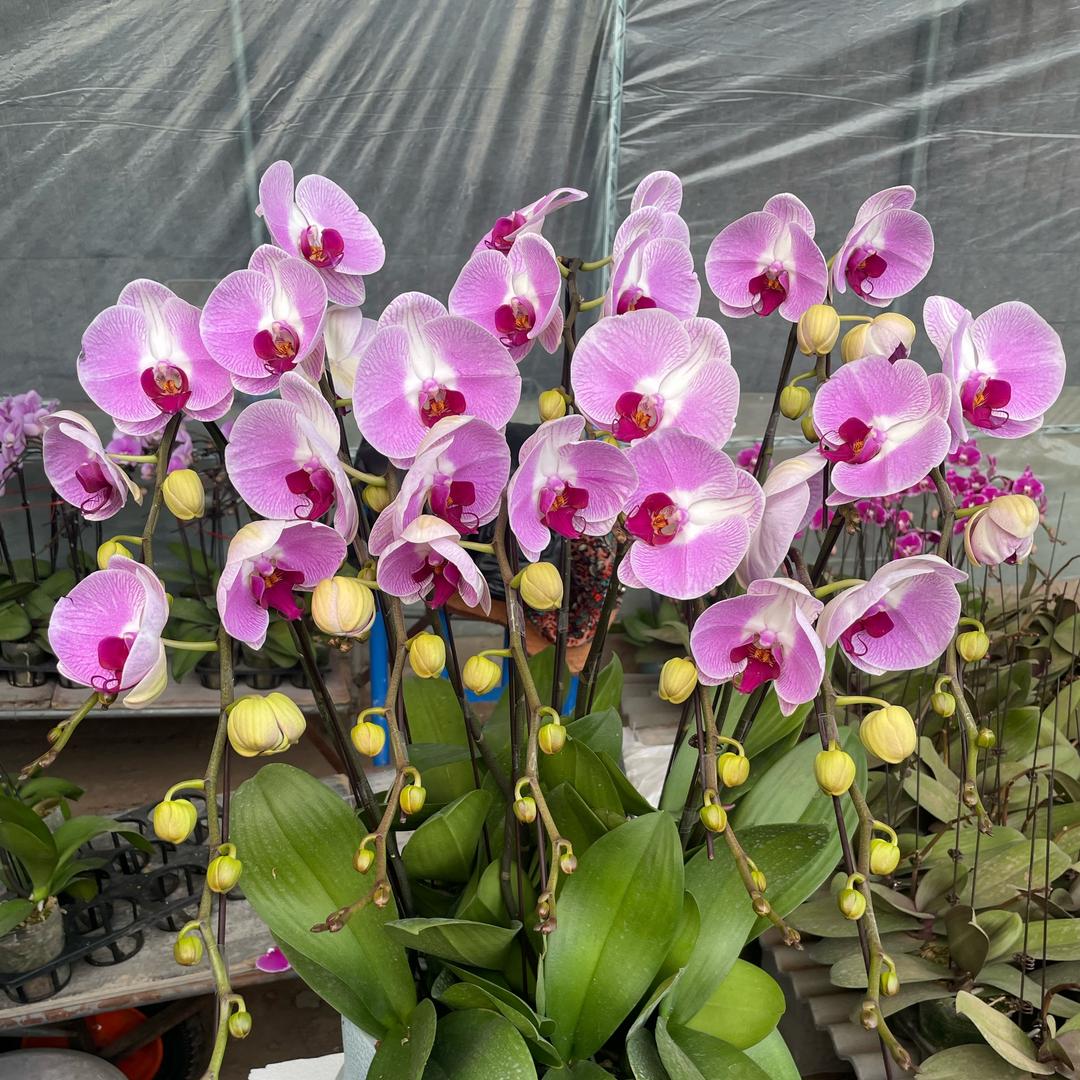 瑞龙蝴蝶兰生产基地