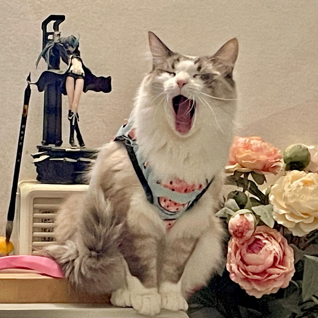 呀～